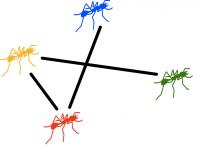 Ant Interactions