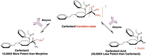 New biologic works against synthetic opioid carfentanil