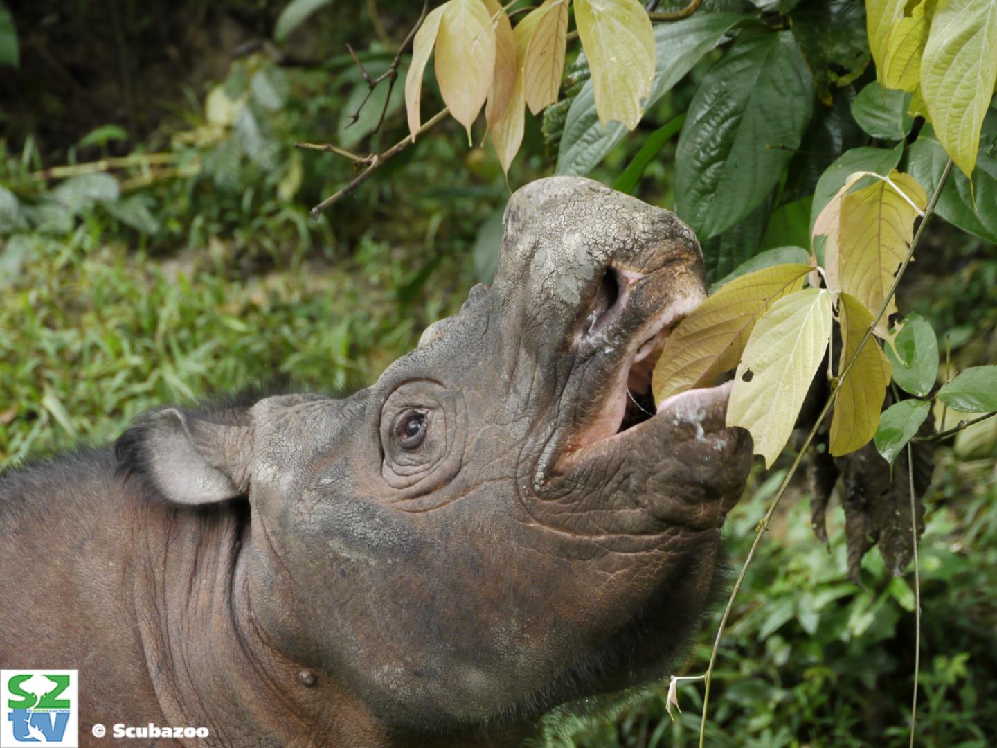 Kertam, a young male Sumatran rhinoceros from Borneo