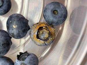 Blueberries infected with the fungal pathogen Colletotrichum fioriniae.