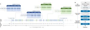 A schematic individual-level data representation for the life2vec model.