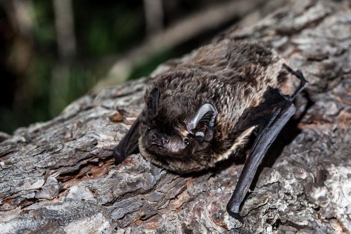 Madeira pipistrelle (Pipistrellus maderensis)