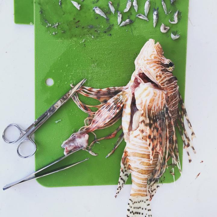 Dissected Lionfish