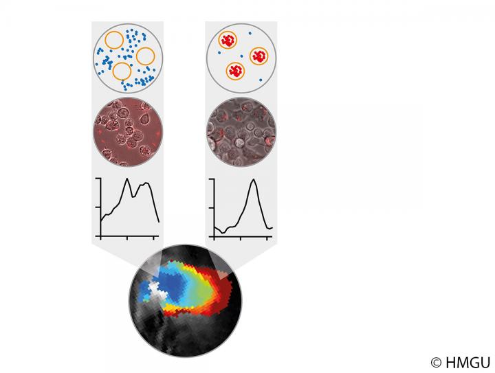 Change of Optoacoustic Signals of Purple Bacteria Located outside and inside of Macrophages