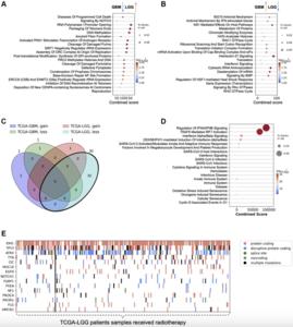 Variability in radiotherapy outcomes across cancer types: a comparative study of glioblastoma multiforme and low-grade gliomas