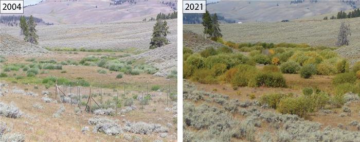 Downstream view of the East Fork of Blacktail Deer Creek in 2004 and 2021, northern range of Yellowstone National Park, USA.