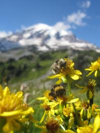 Broadleaf arnica with Bumblebees