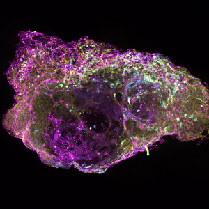 A cross section of a mini bone marrow organoids showing cells that produce blood platelets, in a network of blood vessels.