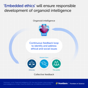 'Embedded ethics' will ensure responsible development of organoid intelligence