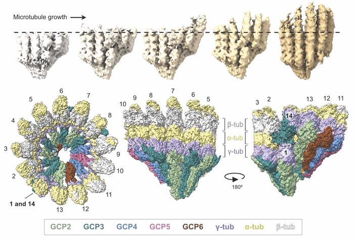 Microtubules under construction