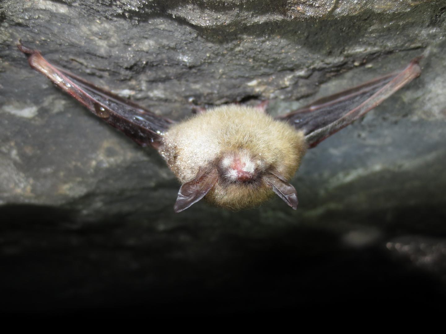 Northern Long-Eared Bat with Infection
