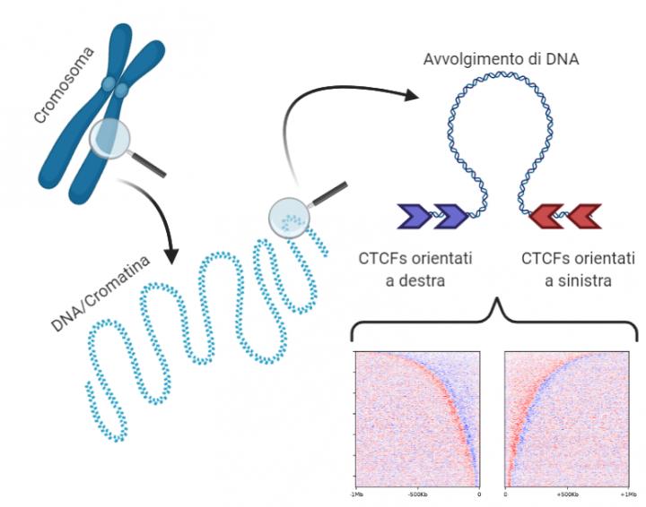 DNA Domains