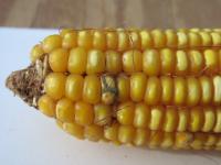 <i>Aspergillus flavus</i> Fungus on Corn