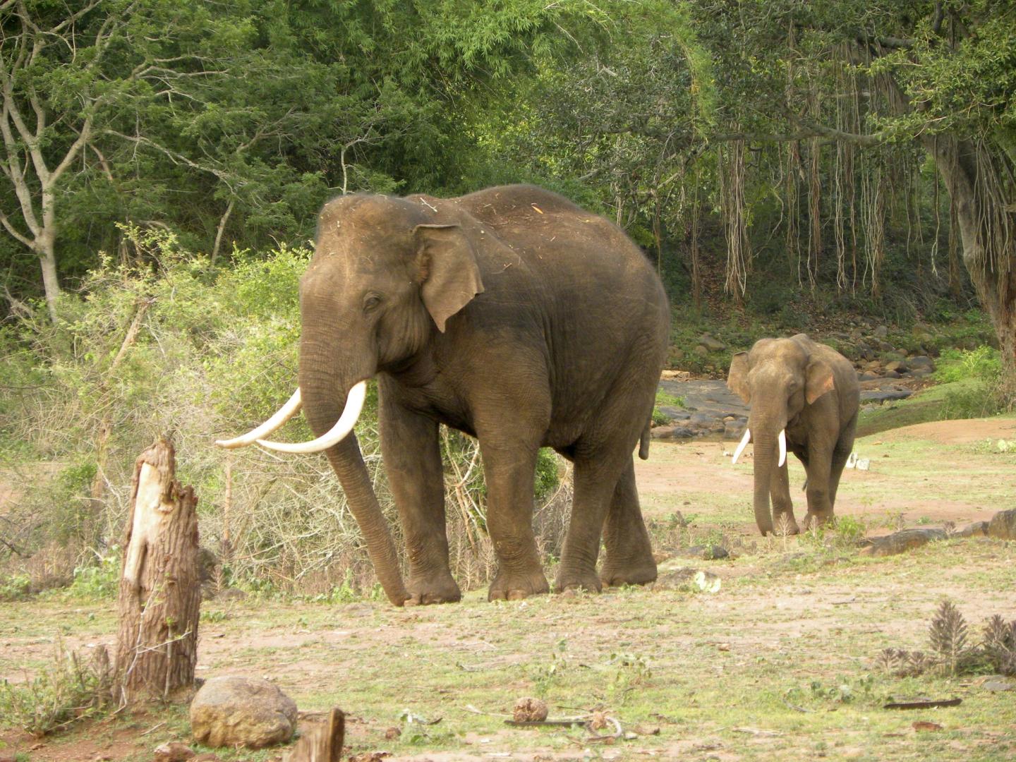 Asian Elephant