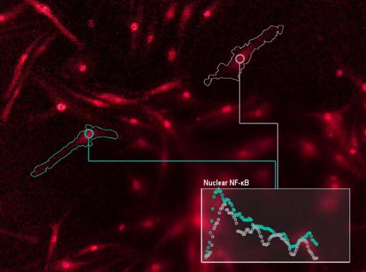 Microscopy image of immune cells communicating with genes