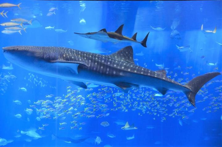 Meet the Whale Shark: The Biggest Fish in the World