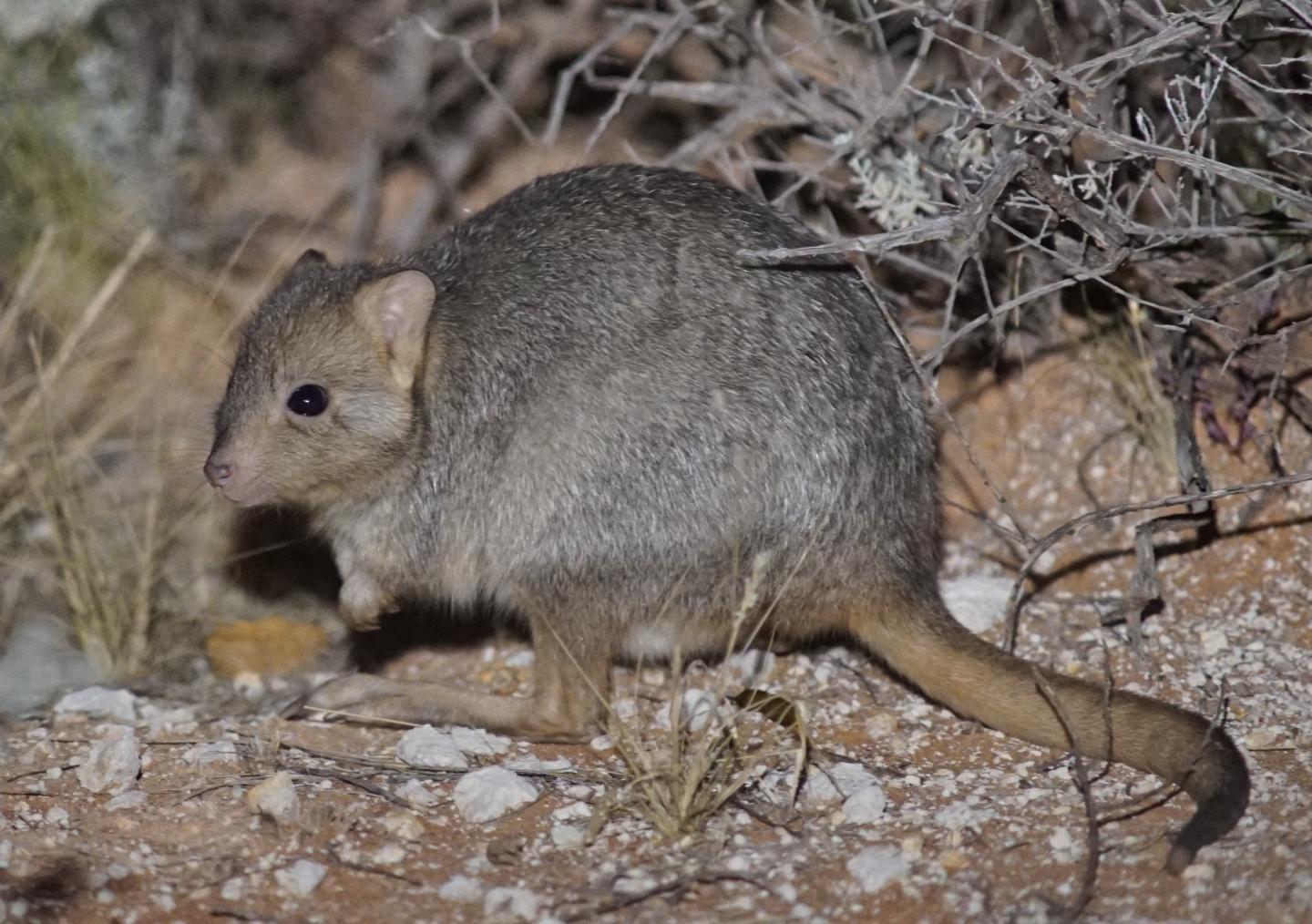 Burrowing Bettong