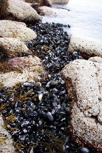 Maine Mussels