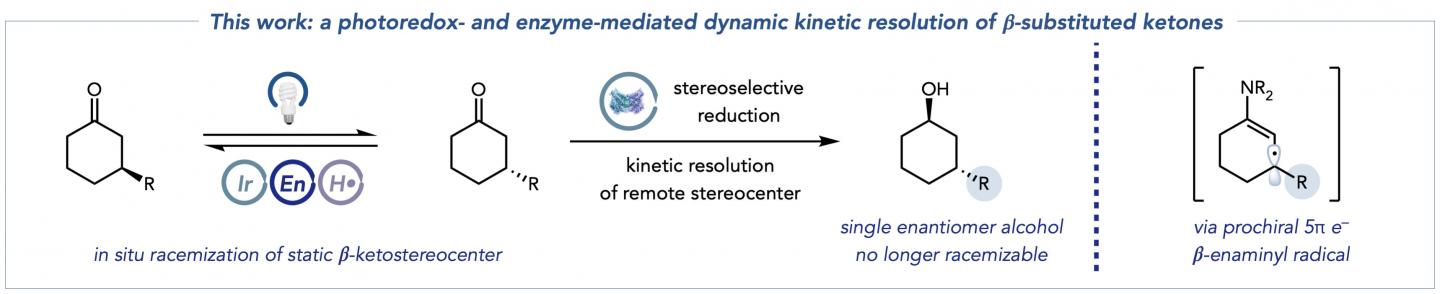 Princeton Chemistry: Photoredox- and Enzyme-Mediated Dynamic Kinetic Resolution