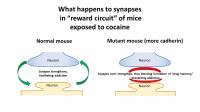 What Happens in Synapses of Mice Exposed to Cocaine