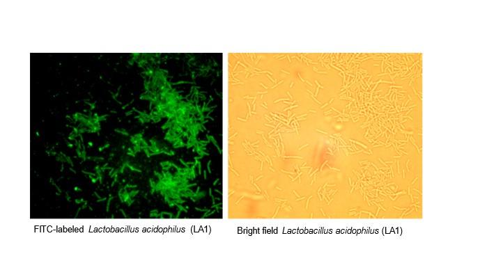 Lactobacillus acidophilus (LA1)