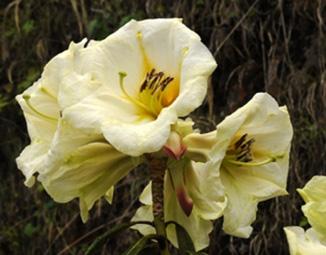 More Conservation Efforts Needed in Eastern China