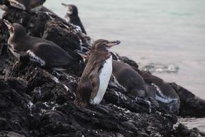 Galapgos penquin Isabela Islands