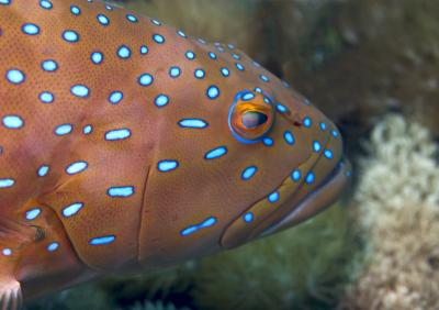 DNA Evidence Shows that Marine Reserves Help To Sustain Fisheries