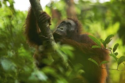 Orangutans in Borneo