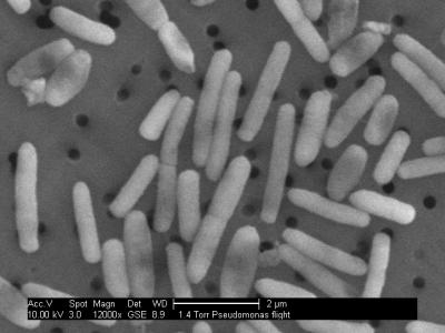 <I>Pseudomonas</I> Bacteria