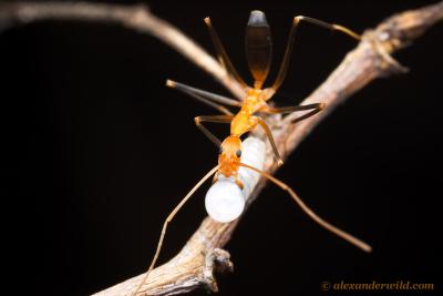 Female Spider Ant at Work