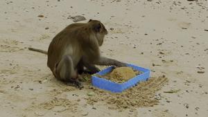 Video of macaques washing and brushing.