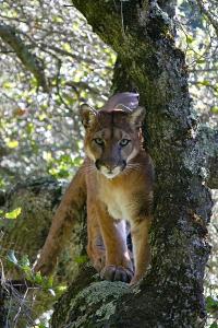 Puma in a Tree