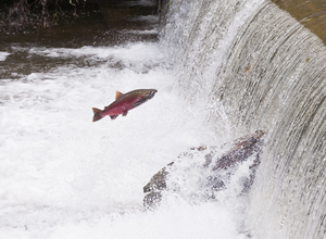 Coho salmon