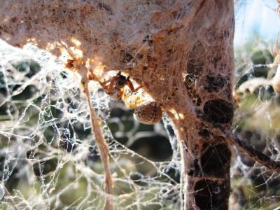 Size, Personality Matter in How Kalahari Social Spiders Perform Tasks