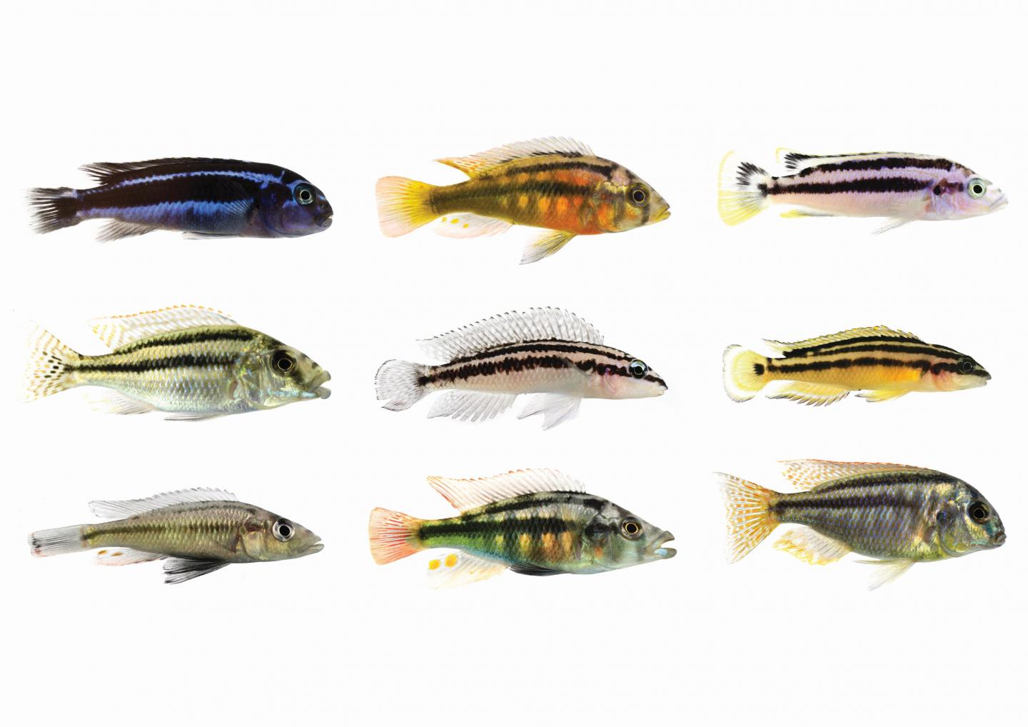 Colourful Cichlids
