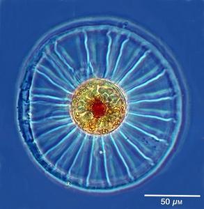 Diatom