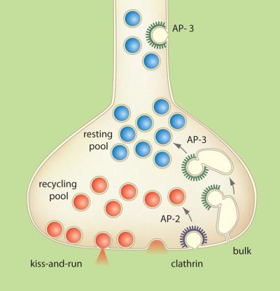 A Model for the Recycling of Synaptic Vesicles