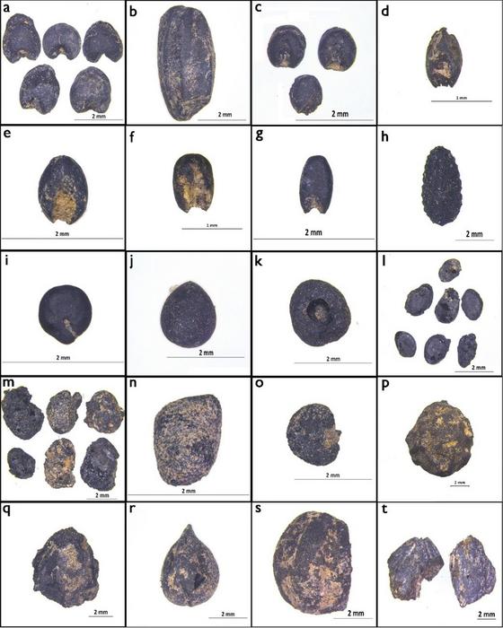 Mixed farming of rice and millets became the primary subsistence strategy 6400 years ago in the western Huanghuai Plain of Central China: New macrofossil evidence from Shigu