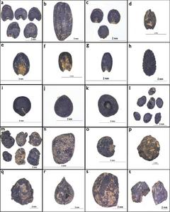 Mixed farming of rice and millets became the primary subsistence strategy 6400 years ago in the western Huanghuai Plain of Central China: New macrofossil evidence from Shigu