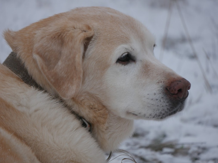 Dog listening