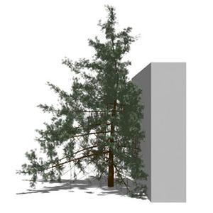 Tree model adapts to changing conditions