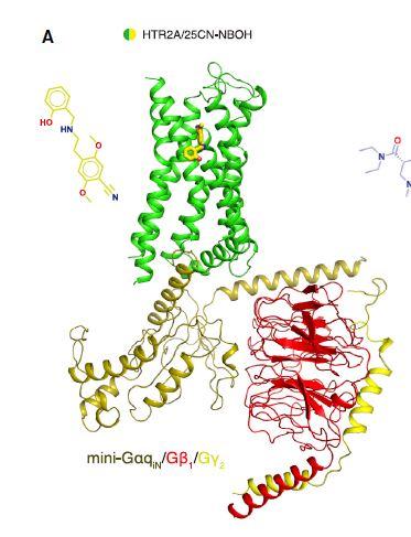 A Hallucinogen Bound to a Serotonin Receptor