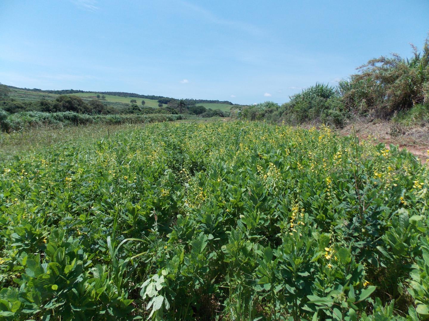 Legume Cover Crop [IMAGE] EurekAlert! Science News Releases