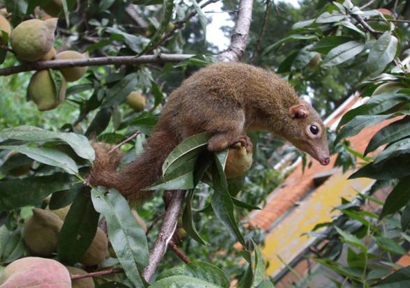 Tree shrew tolerance for spicy foods unlocked | EurekAlert!