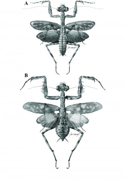 <i>Liturgusa fossetti</i>