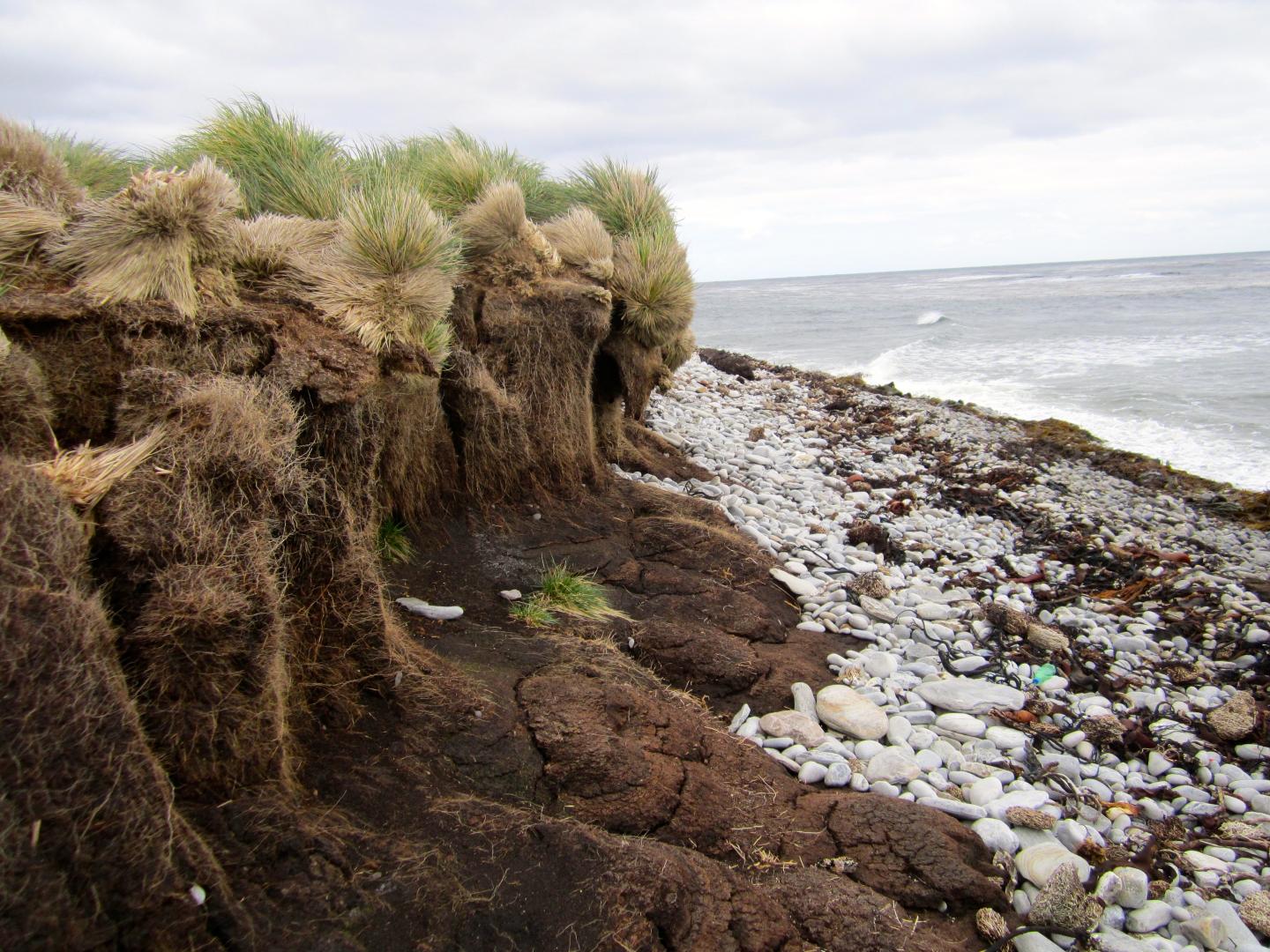 Tussac grasslands, Falkland Islands