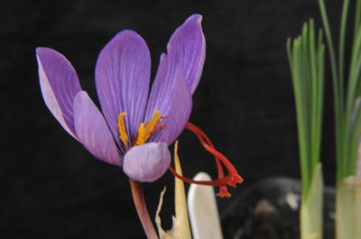 Crocus