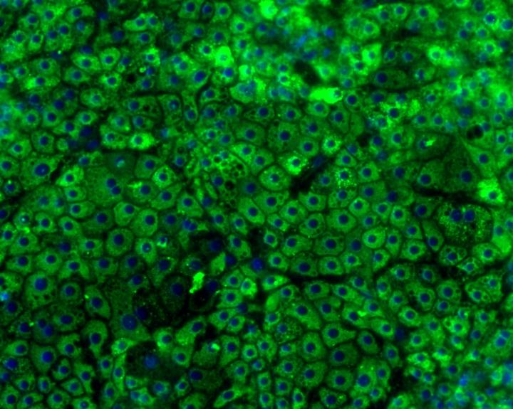 Albumin (Green) Staining of ES Derived Hepatocytes on Laminin 111