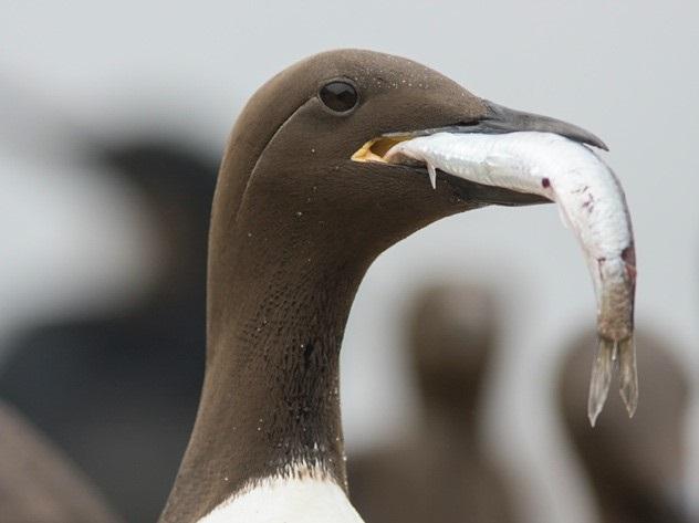 Common Murre Image Eurekalert Science News Releases